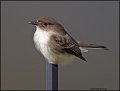 _2SB2125 eastern phoebe